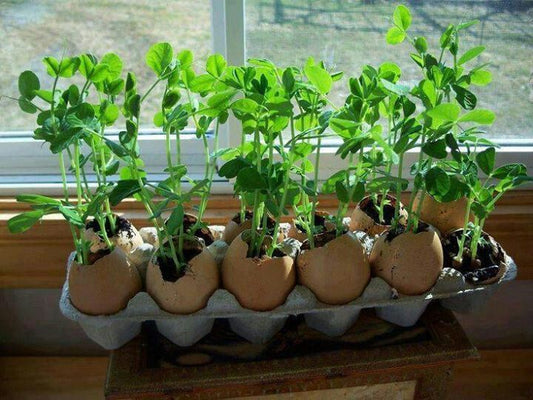 THREE USES FOR EGGSHELLS IN THE GARDEN - Sammy Walnutts Shop